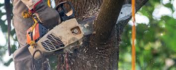 How Our Tree Care Process Works  in  Wagner, SD
