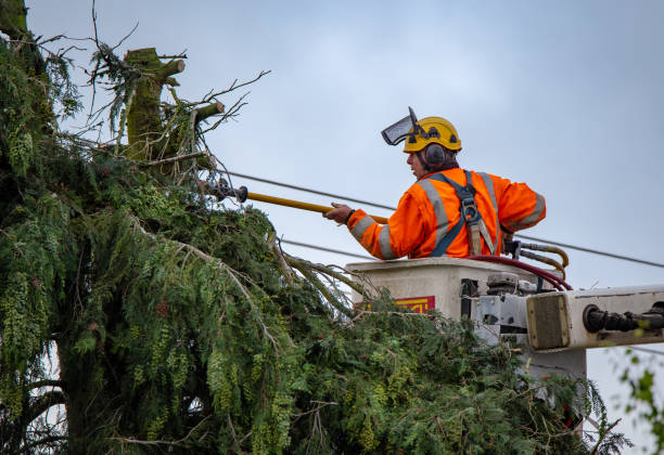 Professional Tree Care in Wagner, SD