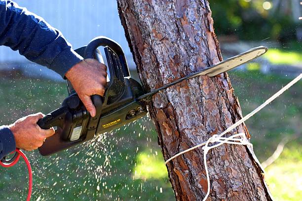 Best Emergency Tree Removal  in Wagner, SD